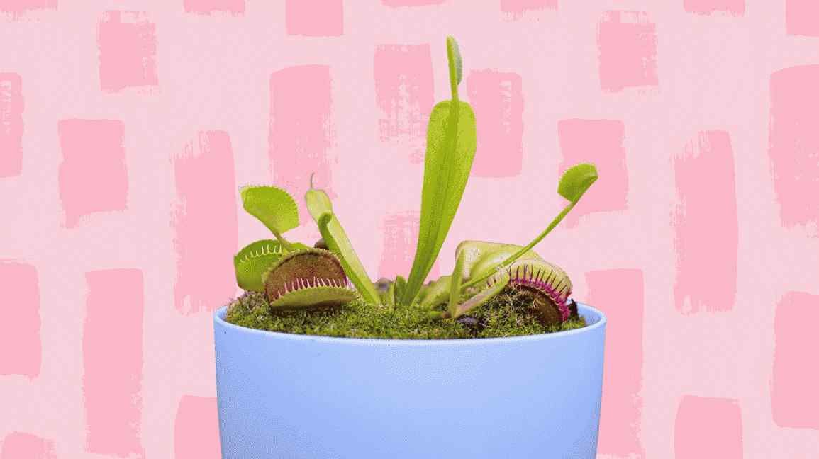 plantes d